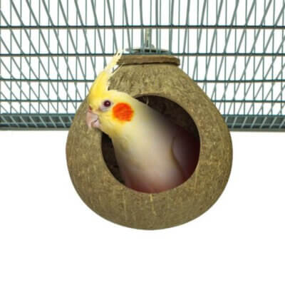 back-zoo-nature-coconut-house_default.jpg
