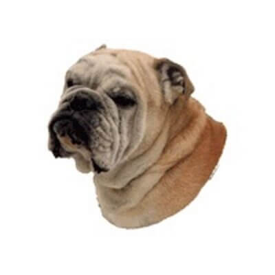 bulldog_default.jpg