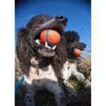 chuckit-hundeudstyr-1.wm-1_default.jpg