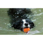 chuckit-ultra-ball-hund-i-vand_default.jpg