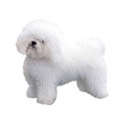 dekal-bichon-bolognese-stor-2stk_default.jpg