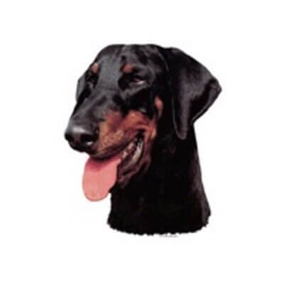 dekal-doberman-stor-2stk_default.jpg