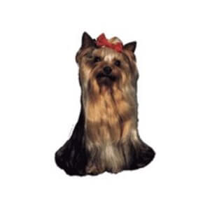 Klistermærke  med Yorkshirre Terrier, Stor