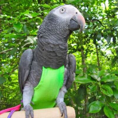 flightsuit-bird-3_default.jpg
