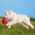 frisbee-hund_default.jpg