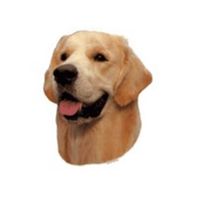 golden-retriever_default.jpg