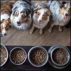 Kornfrit hundefoder
