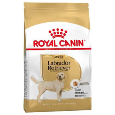 labrador-adult1_default.jpg