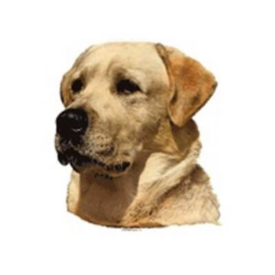 labrador_default.jpg