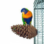 naturlig-foedesoegning-pine-cone-large_default.jpg