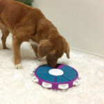 nina-ottosson-dog-twister3_default.jpg