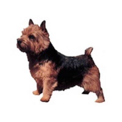 norwichterrier_default.jpg