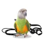 the-aviator-6_default.jpg