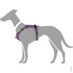 Divo-hundsele-hund