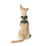 Huner-Divo-hundsele-hund-bagfra