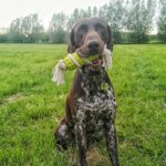 Eco-Gummi-pind-med-hund