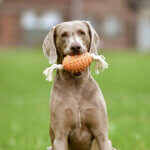Eco-Rugby-med-hund