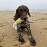 Eco-gummi-pind-med-hund-strand