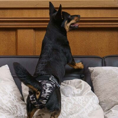 Brenda-Camo2 Brenda-Camo2