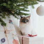 Julegaver-til-katten
