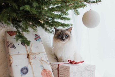 Julegaver-til-katten