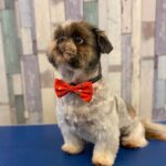 Shih-Tzu-med-butterfly600