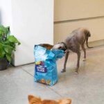 EdgarCooper-Fresh-Norweigen-salmon