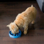 slow feed skål mini 1