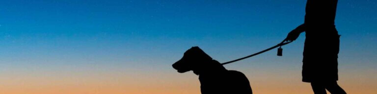 Bliv set i mørket når du går tur med hunden