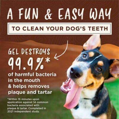 KONG Dental Ball Teeth Cleaning Gel (3) KONG Dental Ball Teeth Cleaning Gel (3)