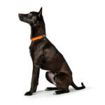 hunter london halsbånd 2