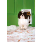 petsafe hundelem 2