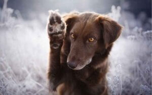 Beskyt hundepoterne med potevoks og hundesko