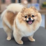 Pomeranier300825_1_800