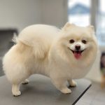 Pomeranier300825_800