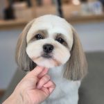 ShihTzu-Seminar300825_1-800