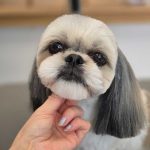 ShihTzu-Seminar300825_2800