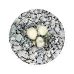 odourlock kattegrus 1