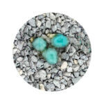 odourlock kattegrus 2