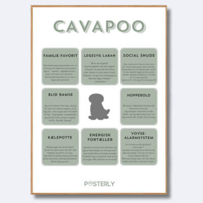 posterly Cavapoo