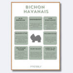 posterly bichon havanais