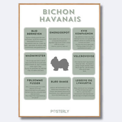 posterly bichon havanais