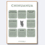 hunde plakat chihuahua