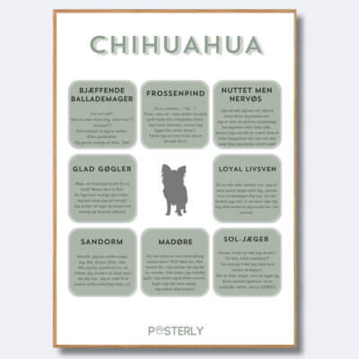 hunde plakat chihuahua