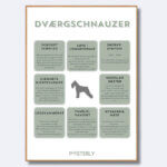 posterly dværgschnauzer