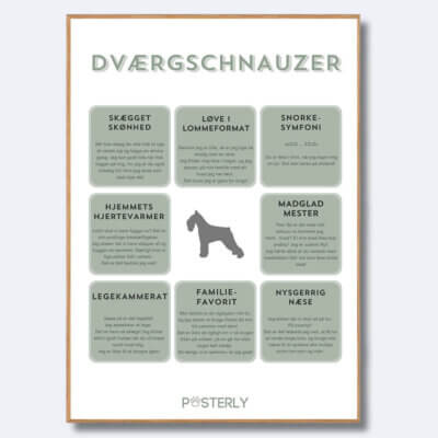 posterly dværgschnauzer