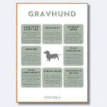 posterly gravhund korthåret