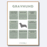 posterly gravhund langhåret