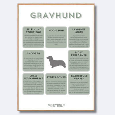 posterly gravhund langhåret