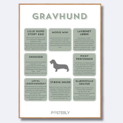 posterly gravhund ruhåret